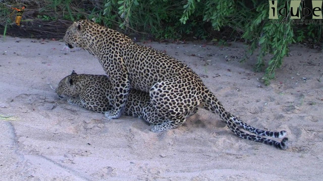 WILDlife: HD Pairing Leopards - Close Up