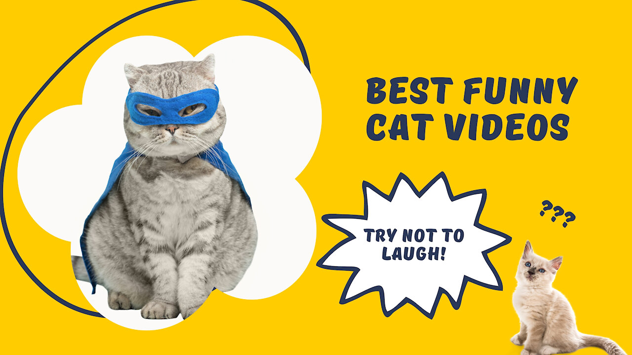 Best Cat Funny Clips Try Not to Laugh