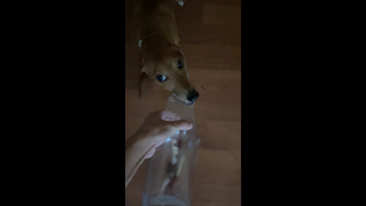 Dachshund loves empty bottles Part 2!