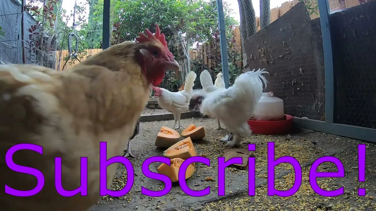 Backyard Chickens Coop Sounds Noises Hens Clucking Roosters Crowing Relaxing Video!