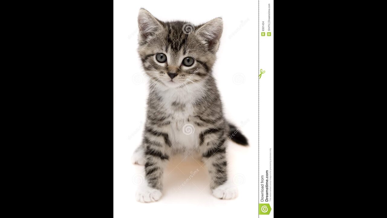 Lovely cat Video