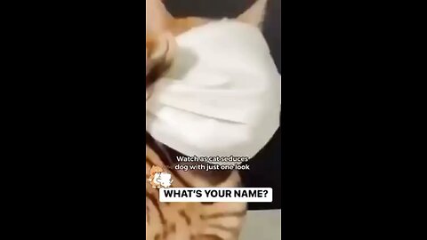 Scat fancy a dog
