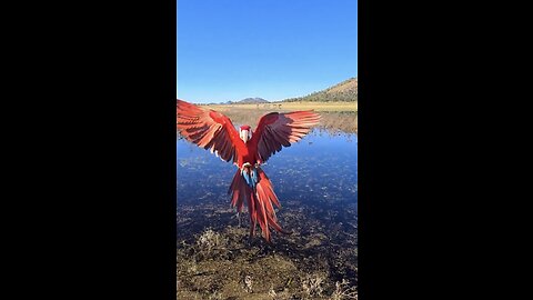 “Colorful Majesty: The Enchanting World of Macaw Parrots”
