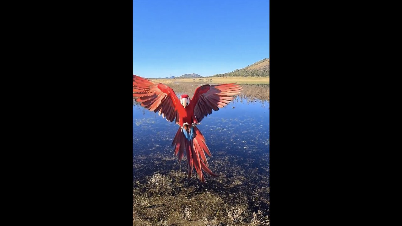 “Colorful Majesty: The Enchanting World of Macaw Parrots”
