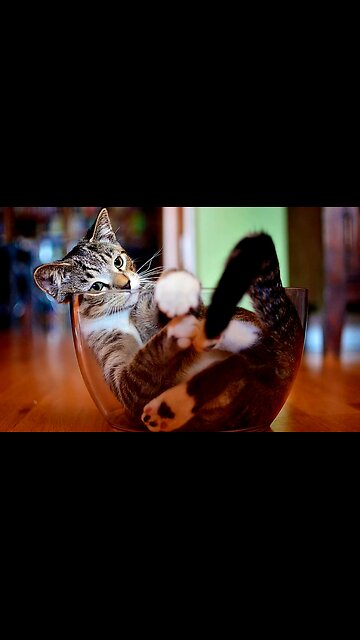 😹"Cat Dancing to the Beat: Too Cute!"😹