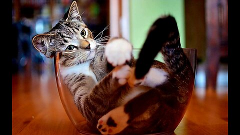 😹"Cat Dancing to the Beat: Too Cute!"😹