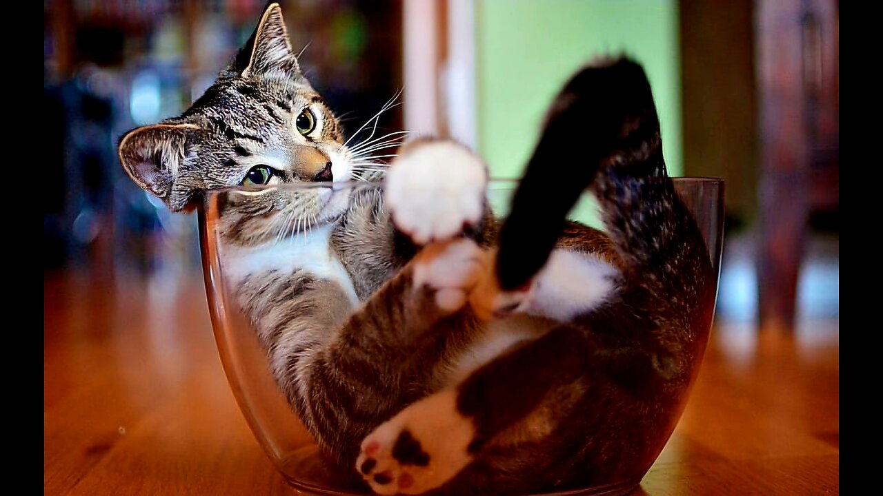 😹"Cat Dancing to the Beat: Too Cute!"😹