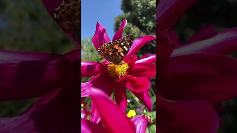 Butterfly swats Bumblebee with its wing