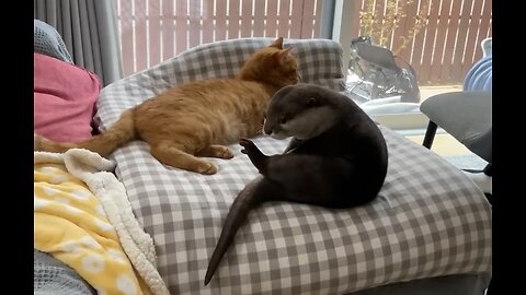 Otter and cat stay at home together