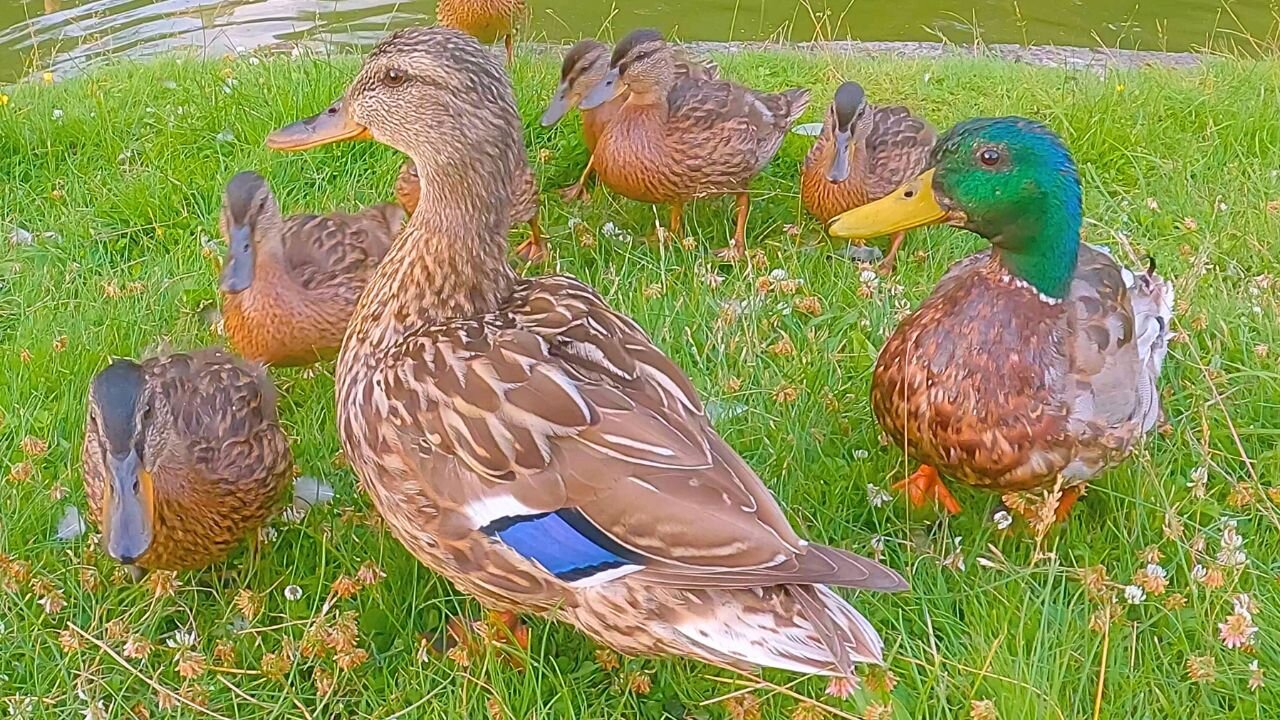 Mother Hen and Father Drake of the 7 Ducklings Mallard Ducks Family