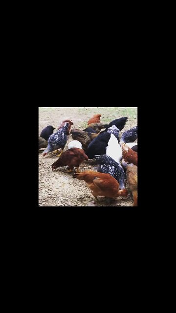 Chickens in the Barnyard