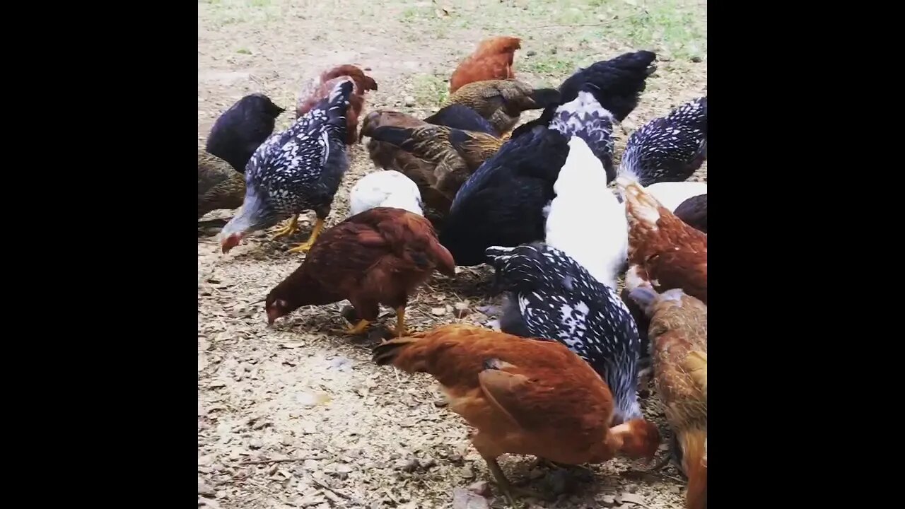 Chickens in the Barnyard