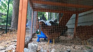 My Backyard Chickens - Episode 39