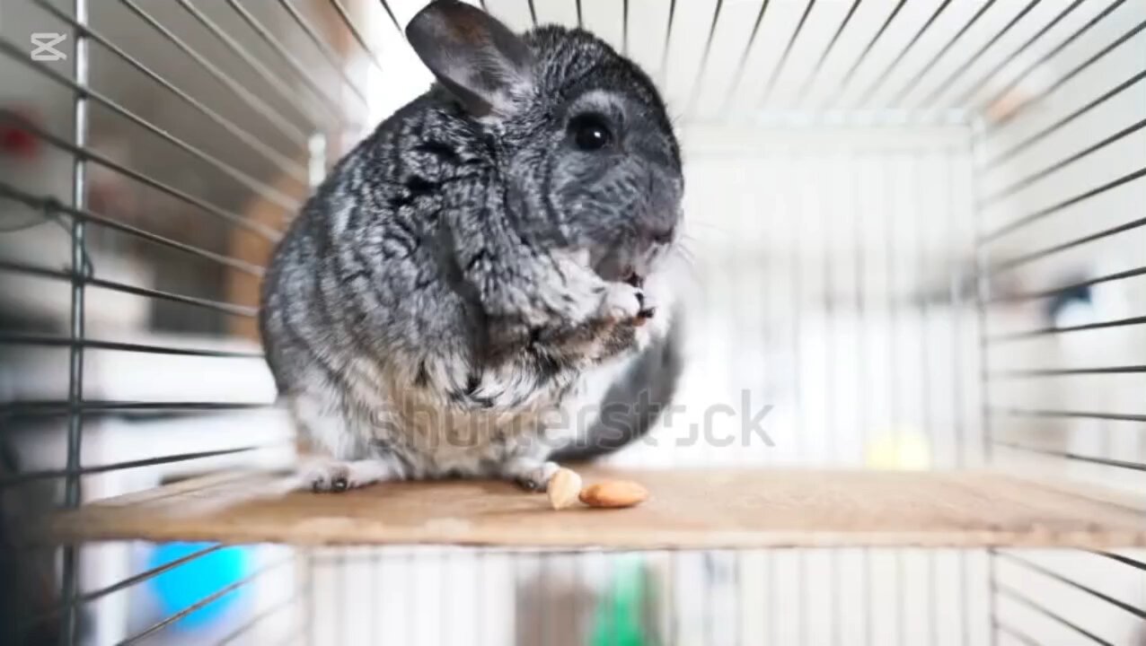 curiosidades sobre las chinchillas