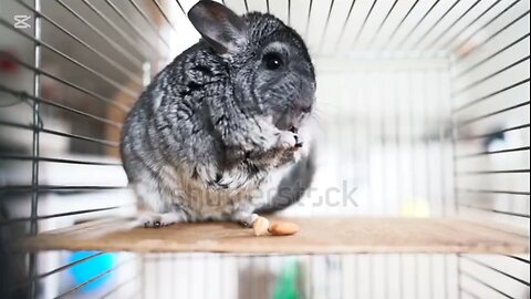 curiosidades sobre las chinchillas