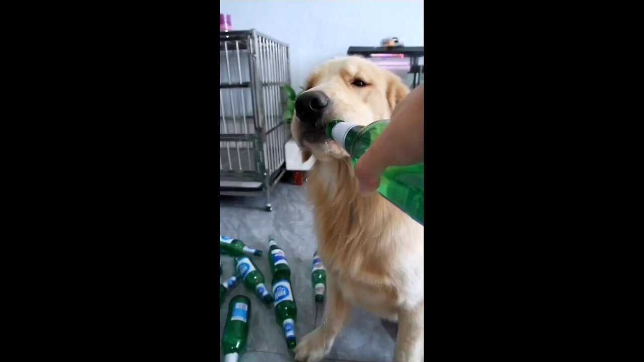 Funny drunk dog