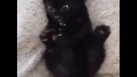 Kitten discovers it has paws.. 😅 #shorts #tiktok #cat