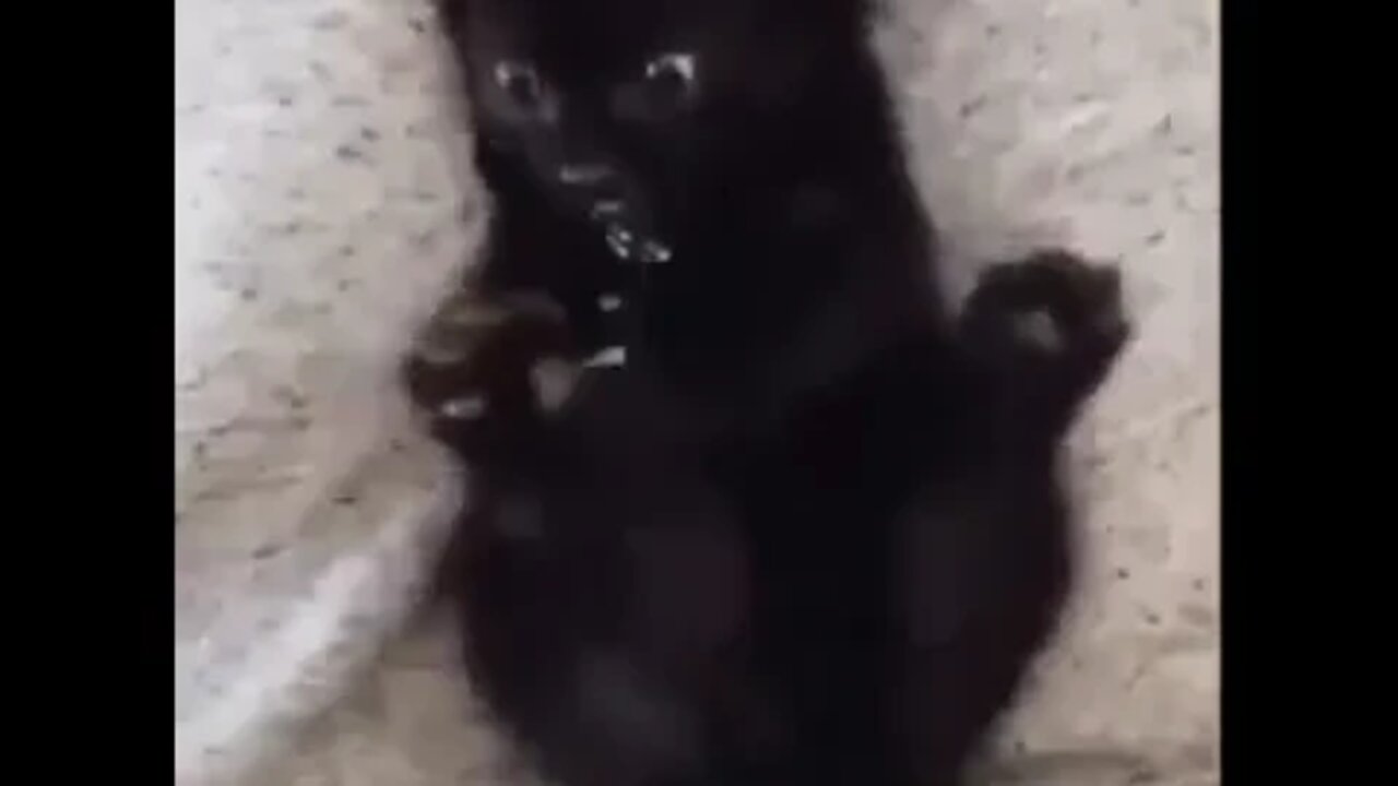 Kitten discovers it has paws.. 😅 #shorts #tiktok #cat