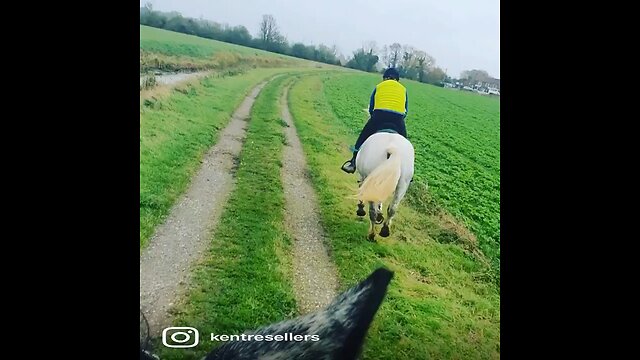 Galloping horses across the Kent open fields