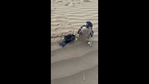 UAE falconry