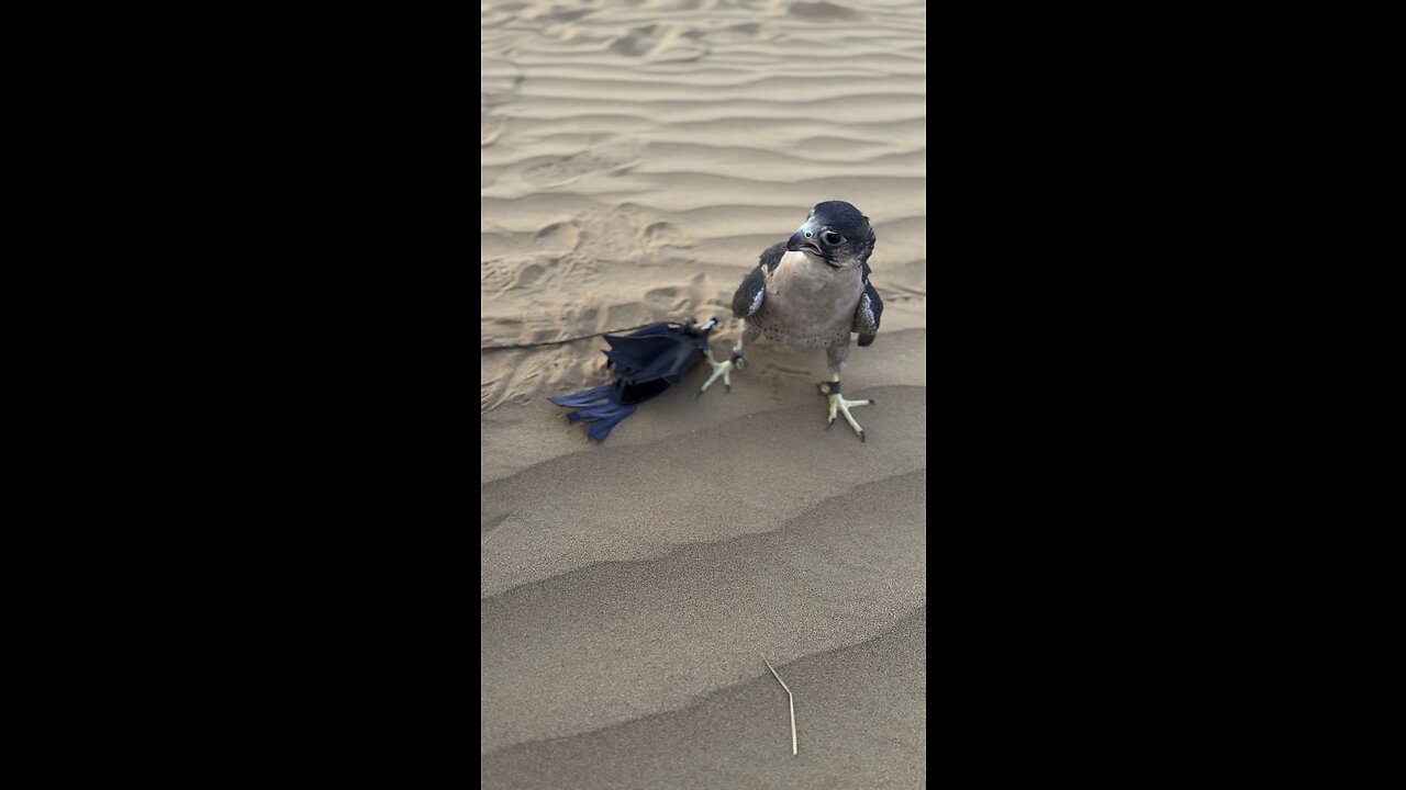 UAE falconry