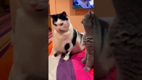 Cat Video | #reels #shorts #cat