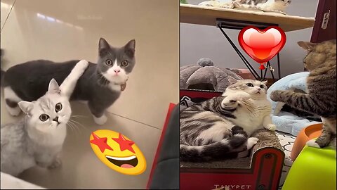 Funniest Animals Compilation | Cats Fun 2023 | Funny Video