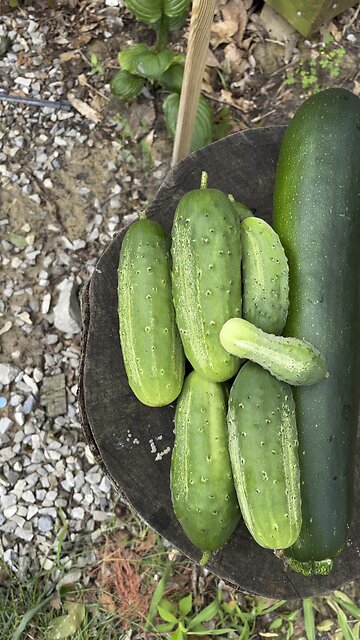 It’s About Pickling Time 🥒 Chamberlin Family Farms #cucumbers #pickels #farming #homesteading