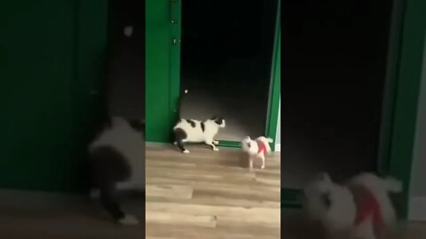 Cat Is Playing with Dog | cute Cats | #cat #dog #reels #shorts