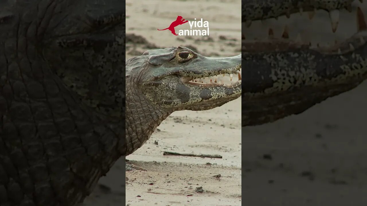 O GAMBÁ NÃO VIU O JACARÉ ATRÁS DELE - VIDA ANIMAL