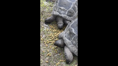 Aldabra tortoises