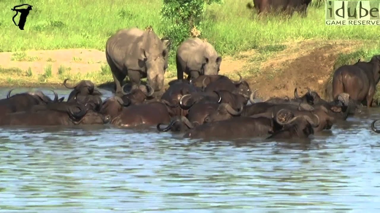 Waterhole Scene