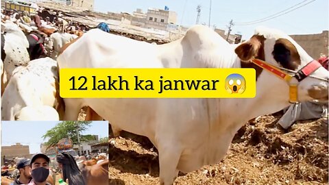 12 LAKH KA JANWAR 😱 | VLOG 20 | BACKBENCHERS