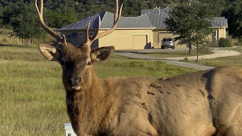 Hill Country Christmas 2021