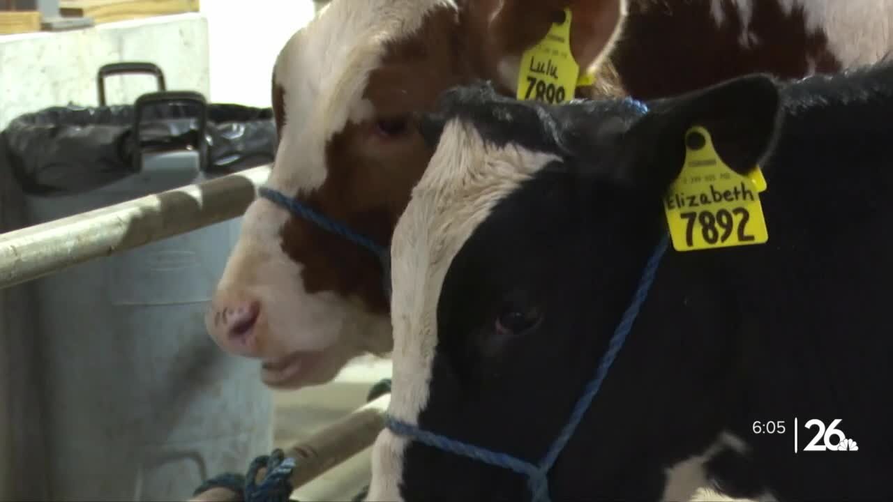 A special classroom pet: Students 'adopt a cow' to learn about farming