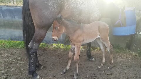 My horses