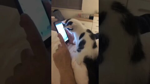 funny viral 🐈🔆❤️❤️❤️/ #short #funnyviral