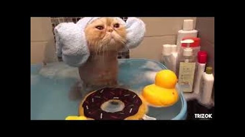 Best Funny Animal Videos Of The 2023 🤣 - Funniest Cats And Dogs Videos 😺😍😂🐶 Funny cat & dog videos 😍