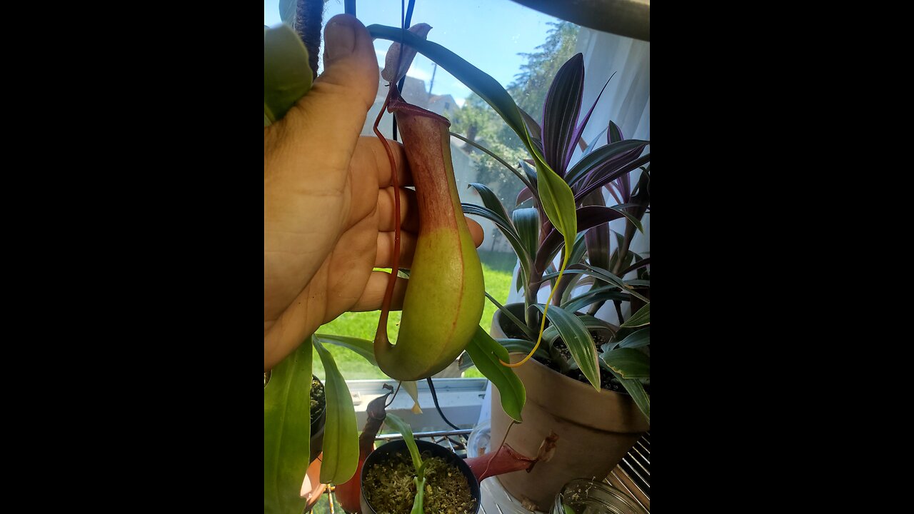 Pt.2 Lunchbreak nepenthes