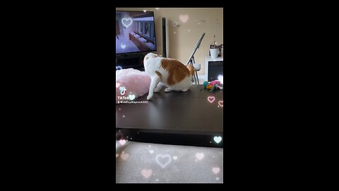 Gizmo