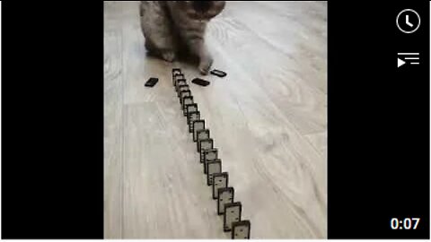 Domino Cat! Cute Cats!! Funny Cats #Shorts