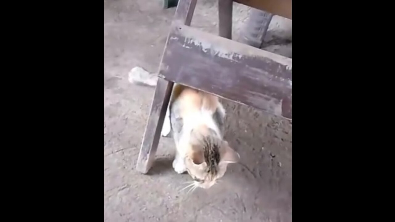 Funny cat