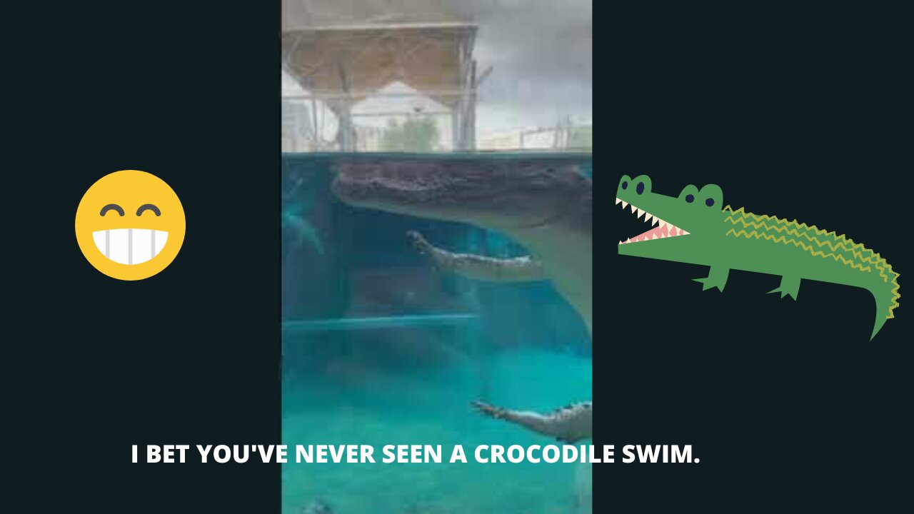 😀🐊I BET YOU'VE NEVER SEEN A CROCODILE SWIM.