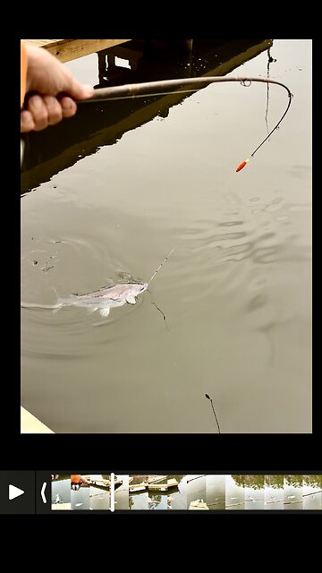 Landing another beautiful 8 pound blue catfish!!!🐳.