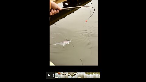 Landing another beautiful 8 pound blue catfish!!!🐳.