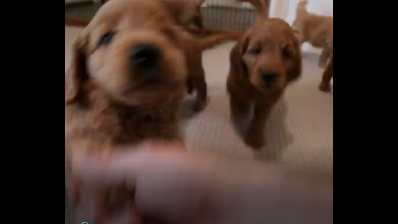 cutest puppies in the world learning to shake paws/hands