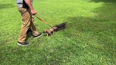Cobalt x Onyx pups at 6 & 1/2 wks - 2nd time on rag