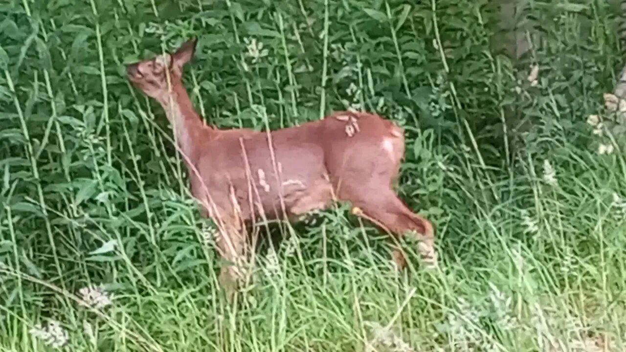 Red deer at close quarters....