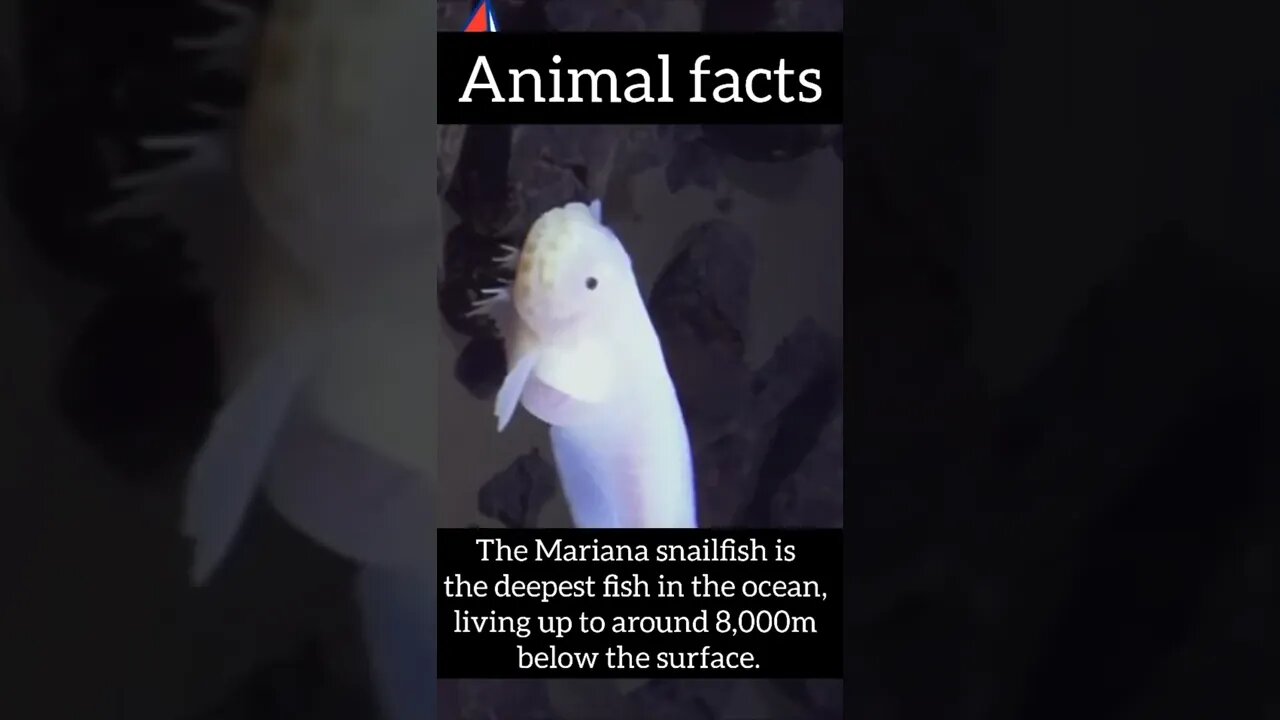 fascinating facts facts #shorts #science