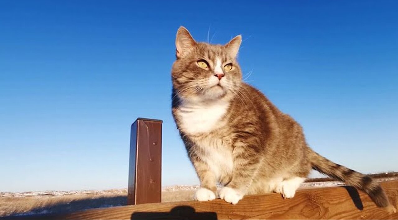 27 best free stock videos of cats